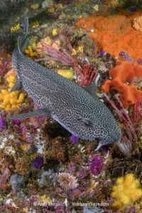 Leopard Catshark, Poroderma pantherinum. Indian Ocean colour variant.