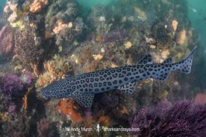 Leopard Catshark, Poroderma pantherinum. Indian Ocean colour variant.
