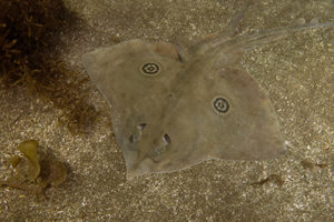 Rasptail Skate, Rostroraja velezi.