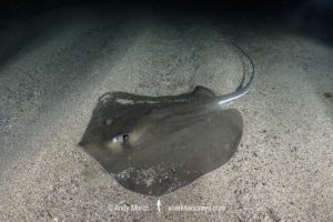 Pearl Whipray, Fontitrygon margaritella.