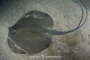 Pearl Whipray, Fontitrygon margaritella.