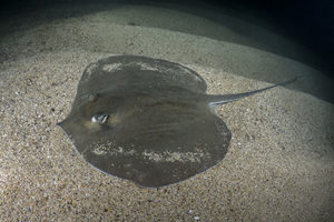 Pearl Whipray, Fontitrygon margaritella.
