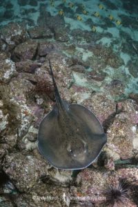 Round Fantail Stingray - Taeniurops grabatus.