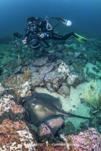 Round Fantail Stingray - Taeniurops grabatus.