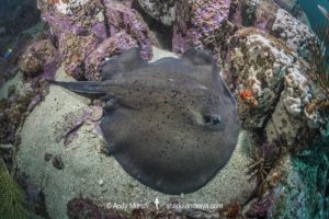 Round Fantail Stingray - Taeniurops grabatus.