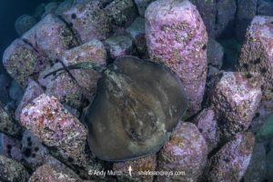 Round Fantail Stingray - Taeniurops grabatus.