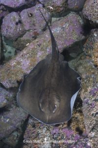 Round Fantail Stingray - Taeniurops grabatus.