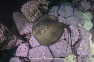 Round Fantail Stingray - Taeniurops grabatus.