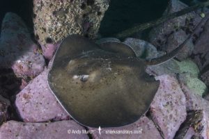 Round Fantail Stingray - Taeniurops grabatus.