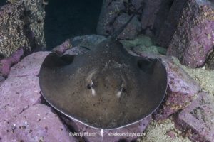 Round Fantail Stingray - Taeniurops grabatus.
