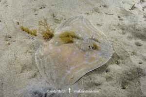 Smalleyed Skate, aka Smalleyed Ray, Raja microocellata. Juvenile at Newton’s Cove, Weymouth, UK. Northeast Atlantic Ocean.