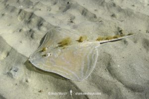 Smalleyed Skate, aka Smalleyed Ray, Raja microocellata. Juvenile at Newton’s Cove, Weymouth, UK. Northeast Atlantic Ocean.