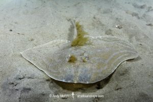 Smalleyed Skate, aka Smalleyed Ray, Raja microocellata. Juvenile at Newton’s Cove, Weymouth, UK. Northeast Atlantic Ocean.