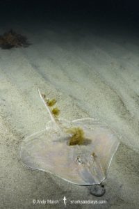 Smalleyed Skate, aka Smalleyed Ray, Raja microocellata. Juvenile at Newton’s Cove, Weymouth, UK. Northeast Atlantic Ocean.