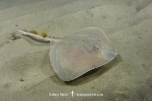 Smalleyed Skate, aka Smalleyed Ray, Raja microocellata. Juvenile at Newton’s Cove, Weymouth, UK. Northeast Atlantic Ocean.