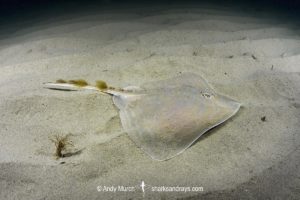 Smalleyed Skate, aka Smalleyed Ray, Raja microocellata. Juvenile at Newton’s Cove, Weymouth, UK. Northeast Atlantic Ocean.