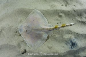 Smalleyed Skate, aka Smalleyed Ray, Raja microocellata. Juvenile at Newton’s Cove, Weymouth, UK. Northeast Atlantic Ocean.