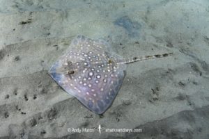 Thornback Skate - Raja clavata.