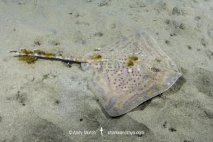 Thornback Skate - Raja clavata.