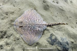 Thornback Skate - Raja clavata.
