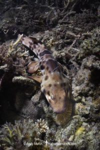 Halmahera Epaulette Shark