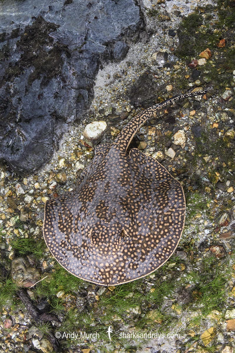 PDF) A systematic revision of the South American freshwater stingrays  (Chondrichthyes: Potamotrygonidae)