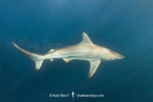 Spinner Shark, Carcharhinus brevipinna. Feeding on sardines during the Sardine Run. Wild Coast, South Africa.