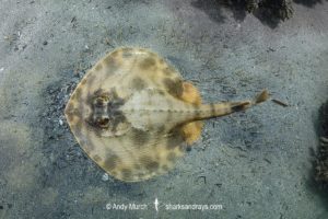 Striped Panray, Zanobatus schoenleinii.