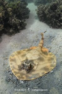 Striped Panray, Zanobatus schoenleinii.