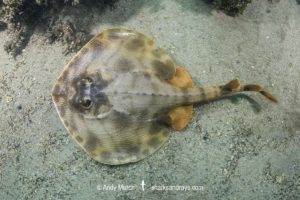 Striped Panray, Zanobatus schoenleinii.