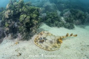 Striped Panray, Zanobatus schoenleinii.