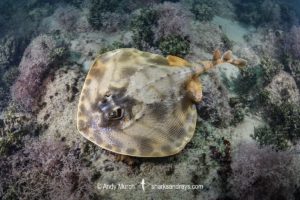 Striped Panray, Zanobatus schoenleinii.