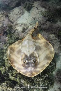 Striped Panray, Zanobatus schoenleinii.