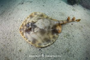Striped Panray, Zanobatus schoenleinii.