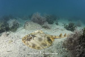 Striped Panray, Zanobatus schoenleinii.