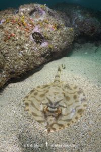 Striped Panray, Zanobatus schoenleinii.