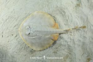 Striped Panray, Zanobatus schoenleinii.