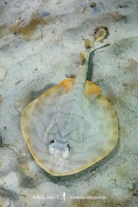 Striped Panray, Zanobatus schoenleinii.