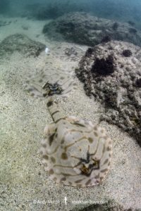 Striped Panray, Zanobatus schoenleinii.
