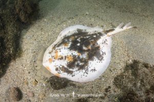 Striped Panray, Zanobatus schoenleinii.