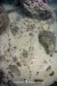 Striped Panray, Zanobatus schoenleinii.