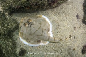 Striped Panray, Zanobatus schoenleinii.