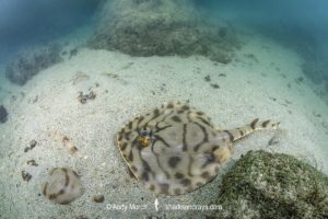 Striped Panray, Zanobatus schoenleinii.