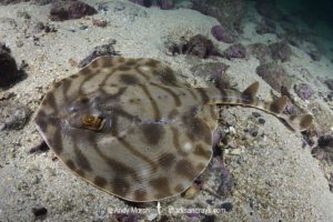 Striped Panray, Zanobatus schoenleinii.