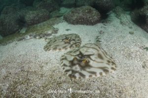 Striped Panray, Zanobatus schoenleinii.