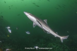 Tope Shark, Galeorhinus galeus