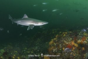 Tope Shark, Galeorhinus galeus