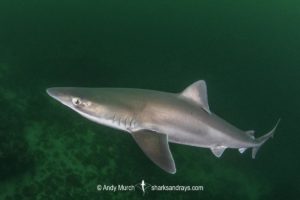 Tope Shark, Galeorhinus galeus