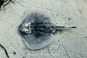 Banded Stingaree, Urolophus cruciatus.