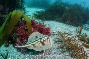 Banded Stingaree, Urolophus cruciatus
